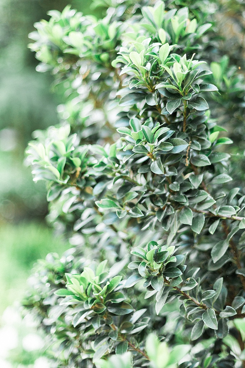 DFW Wedding Photographer_Dallas Arboretum Elopements_0017.jpg