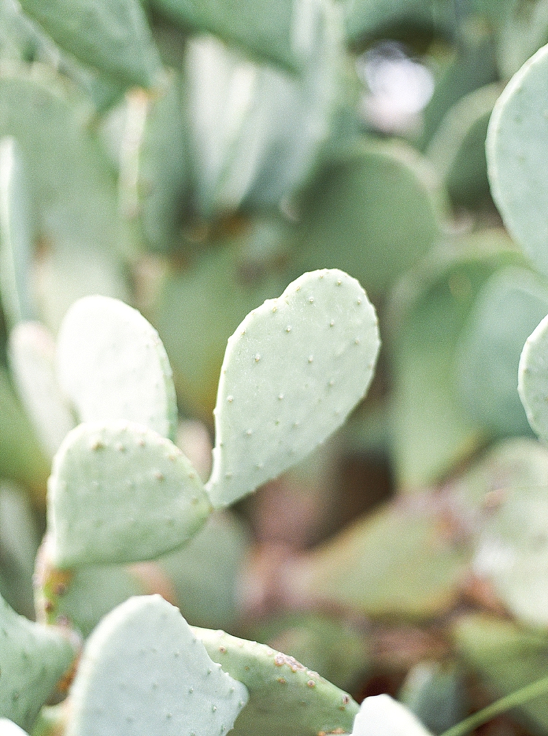 Dallas Film Wedding Photographer, Utah Film Wedding Photographer, New England Film Wedding Photographer | Callie Manion Photography | www.calliemanionphotography.com